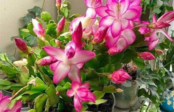 Cây lan càng cua xanh tốt, lá mọng nước chuẩn bị ra hoa
