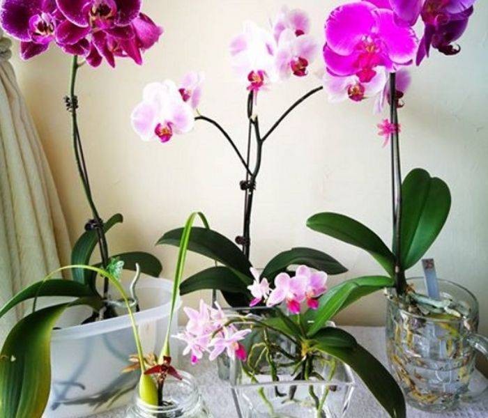 Trồng Lan Hồ Điệp Thủy Canh