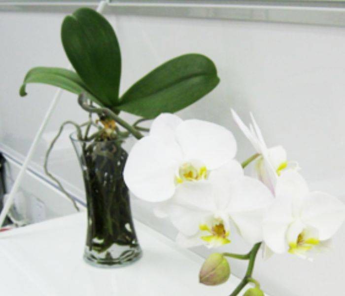 Trồng Lan Hồ Điệp Thủy Canh