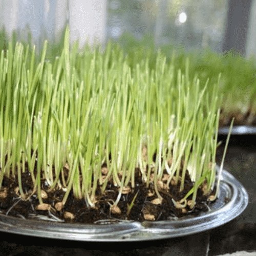 Cách trồng lúa tại nhà trong chậu đất đơn giản