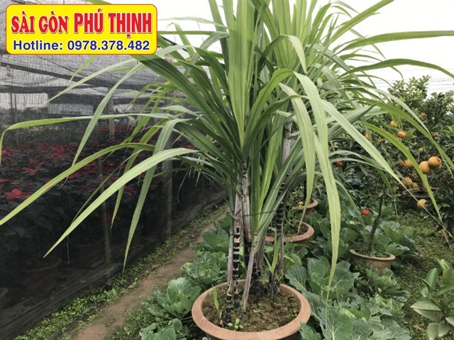 Đặt đoạn mía giống vào chậu để bắt đầu quá trình trồng