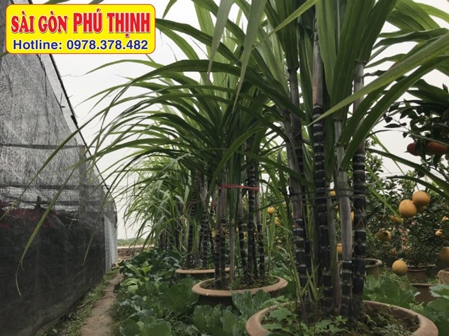 Cây mía được trồng trong chậu thể hiện khả năng thích nghi của mía