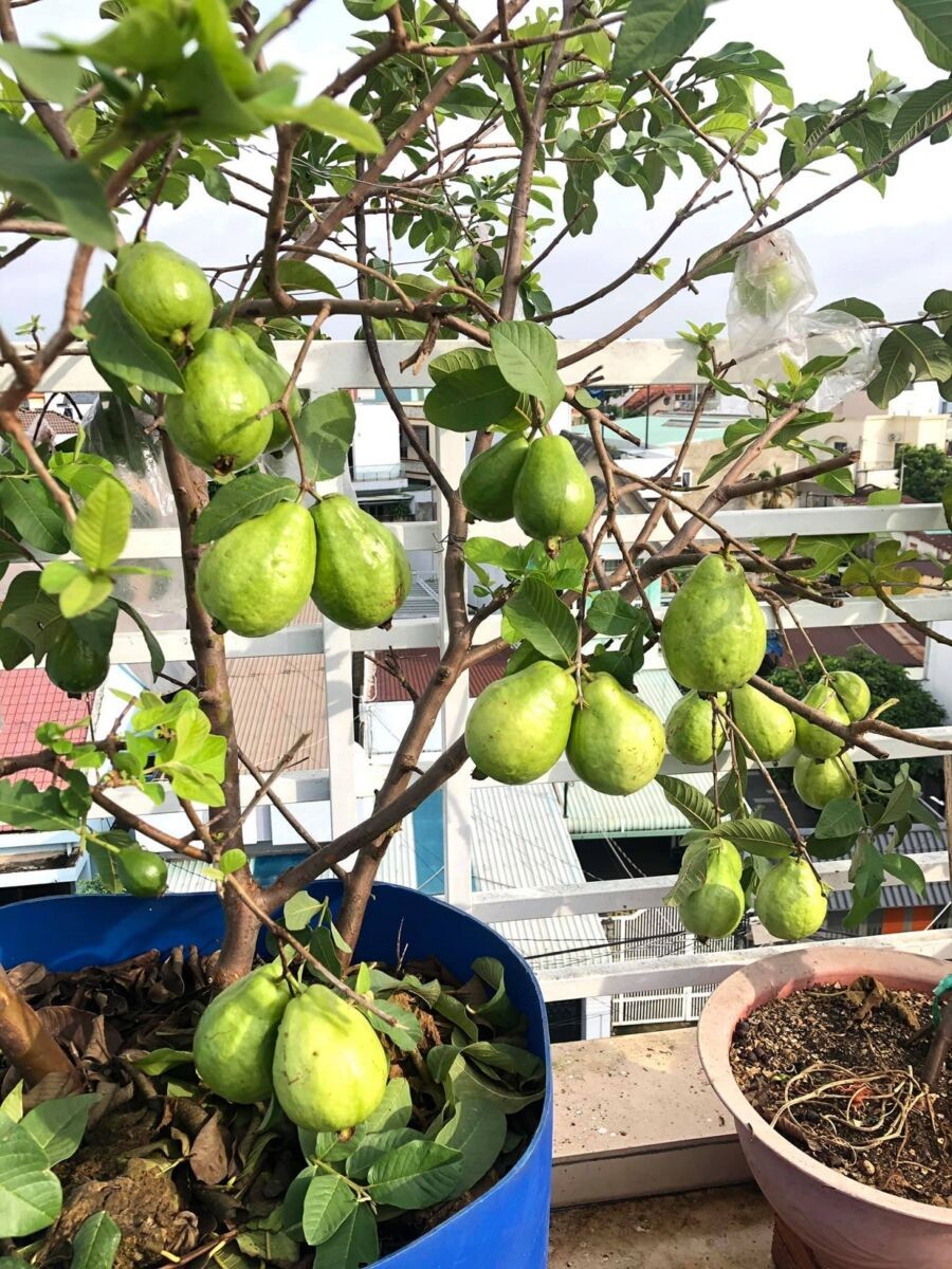Các loại cây xanh phát triển tốt trên sân thượng