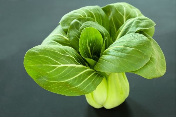 Trồng rau cải thìa con trong thùng xốp theo hàng
