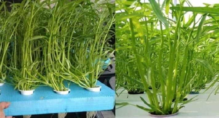Trồng rau muống nước trong hệ thống thủy canh