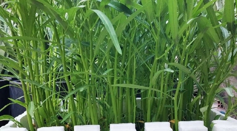 Trồng rau muống nước tại nhà đơn giản