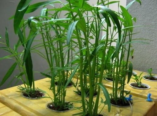 Trồng rau muống nước trong thùng xốp tại ban công