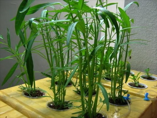 Rau muống trồng thủy canh trong thùng xốp xanh tốt