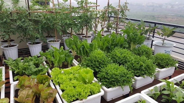 Trồng rau cải rổ đơn giản trong thùng xốp
