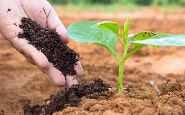 Chuẩn bị phân bón hữu cơ để trồng rau trong thùng xốp
