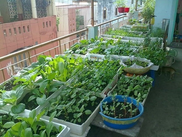 Mô hình trồng rau trong thùng xốp trên sân thượng