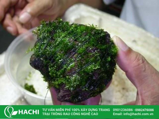 Kỹ thuật trồng rêu thủy sinh trên đá khấp khểnh