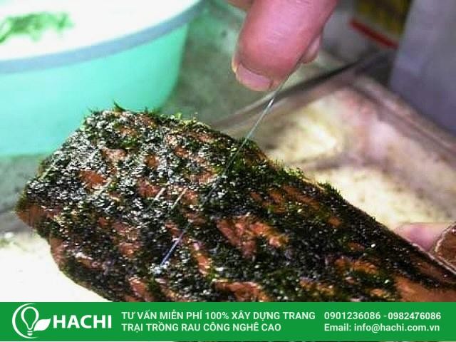 Hướng dẫn cách trồng rêu thủy sinh trên gỗ