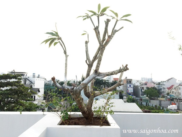 Trồng cây sứ đại hoa trắng trong chậu
