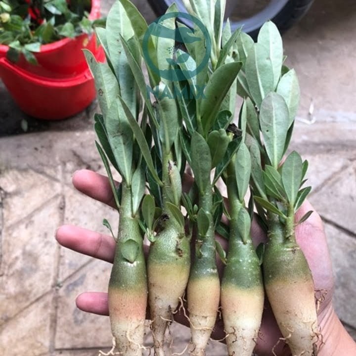 cây sứ thái con trồng từ hạt