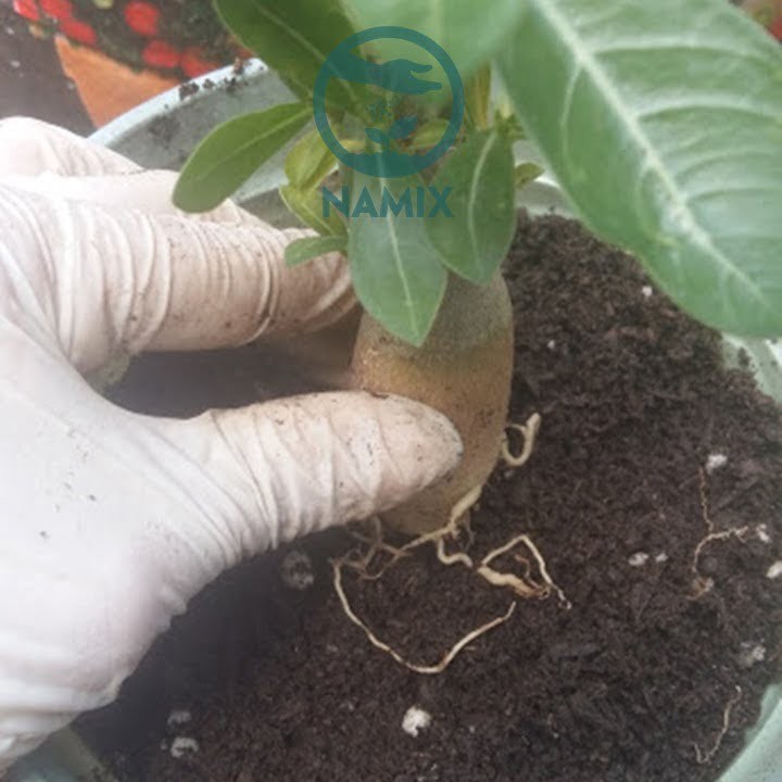 đặt bộ rễ sứ thái cân đối khi trồng
