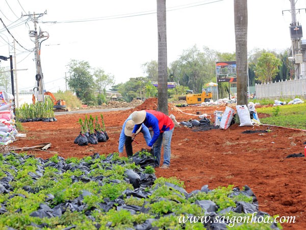 thi công trồng thảm cỏ đậu