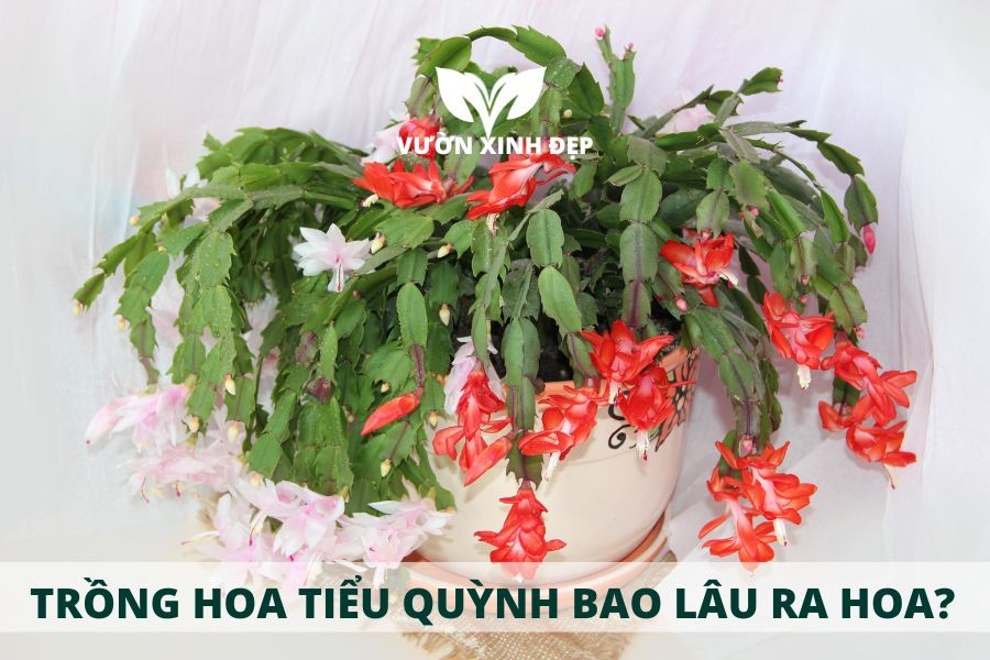 Thời gian ra hoa của cây Lan Càng Cua trồng từ hạt