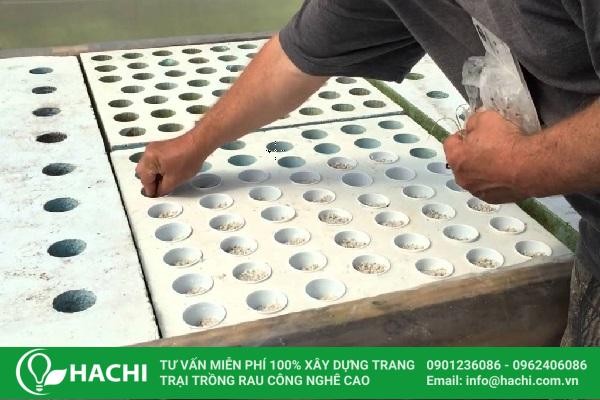 Mô hình trồng tỏi thủy canh quy mô nông nghiệp