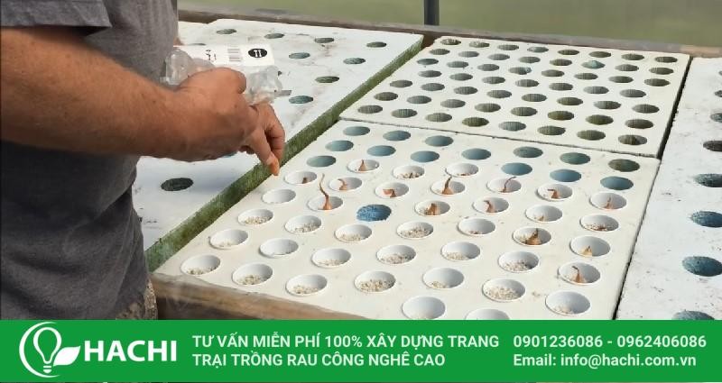 Trồng tỏi giống vào khay trong hệ thống thủy canh lớn
