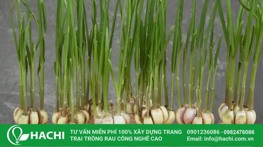 Chuẩn bị dụng cụ trồng tỏi trong nước (thủy canh)