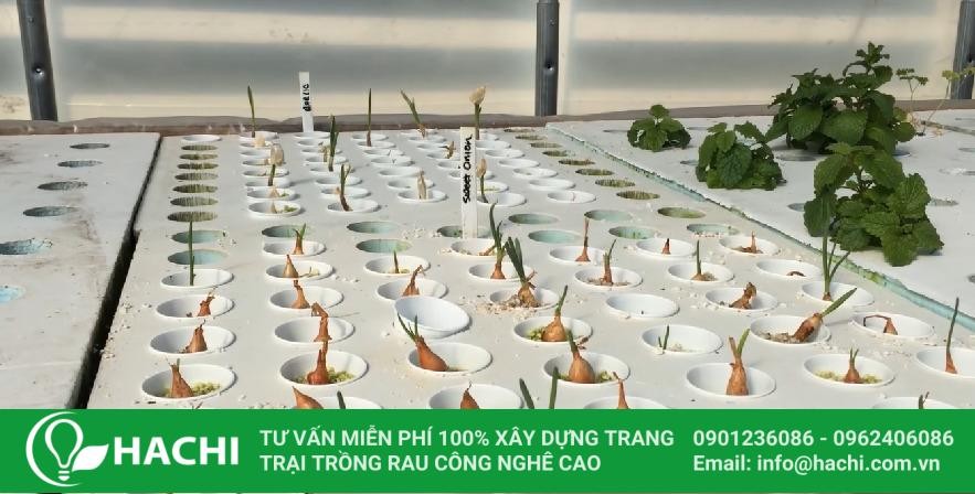 Theo dõi chất lượng dung dịch dinh dưỡng trồng tỏi thủy canh