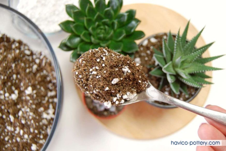 Cách trộn đất trồng sen đá
