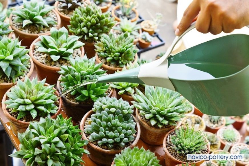 Hướng dẫn chăm sóc sen đá sau khi trồng vào chậu mới