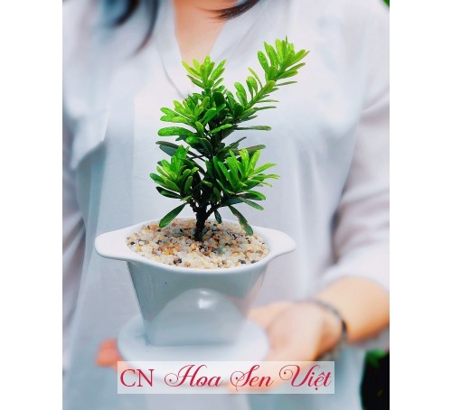 Hướng dẫn cách tưới nước đúng cho cây tùng kim cương