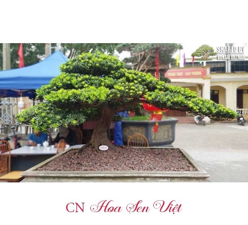 Minh họa kỹ thuật cắt tỉa và tạo dáng cây tùng kim cương