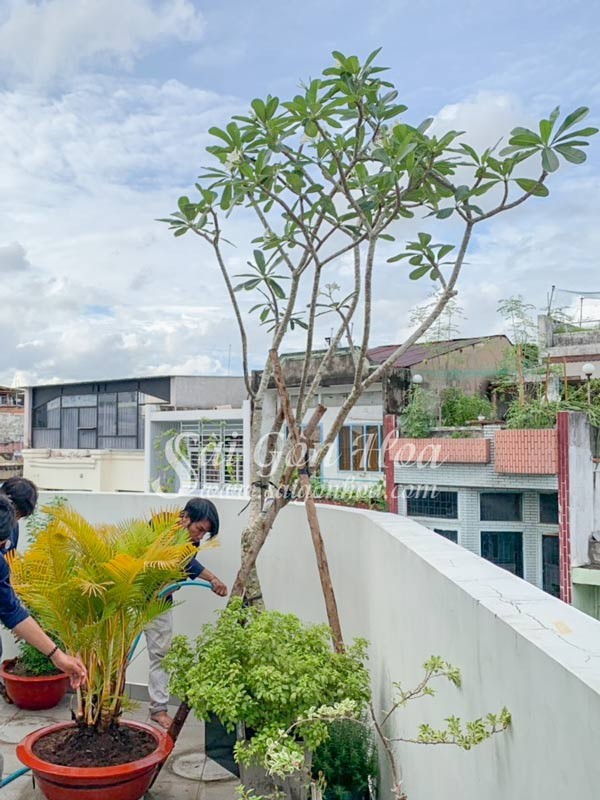 Tưới nước cho cây sứ đại hoa trắng sau khi trồng