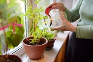 Tưới nước đúng cách cho cây cảnh mini