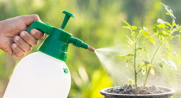 Kỹ thuật tưới nước đúng cách cho cây cà chua vàng