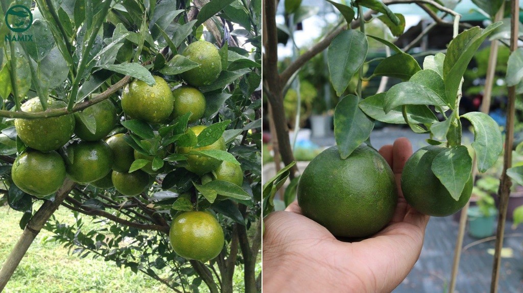 Tưới nước đầy đủ cho cây quýt đường phát triển