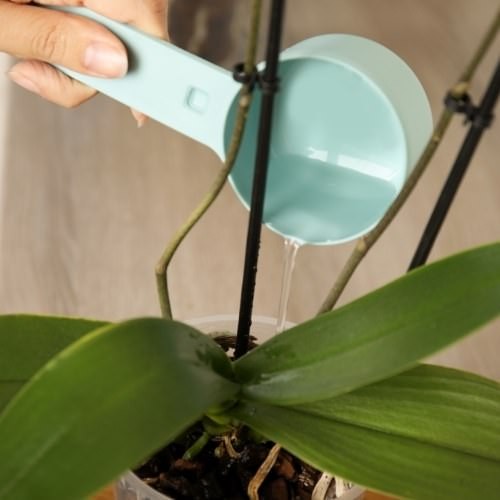 Kỹ thuật tưới nước đúng cách cho chậu phong lan