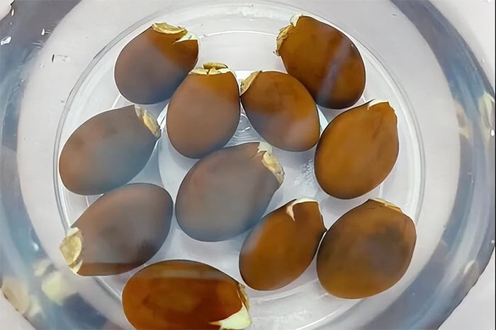 Hình ảnh mô tả việc ngâm hạt vải trong nước để kích thích nảy mầm, phục vụ cách trồng cây cảnh thủy canh.