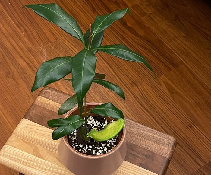Hình ảnh cây xoài non đã nảy mầm và được trồng trong chậu đất, cho thấy một lựa chọn khác sau khi trồng cây cảnh thủy canh ban đầu.