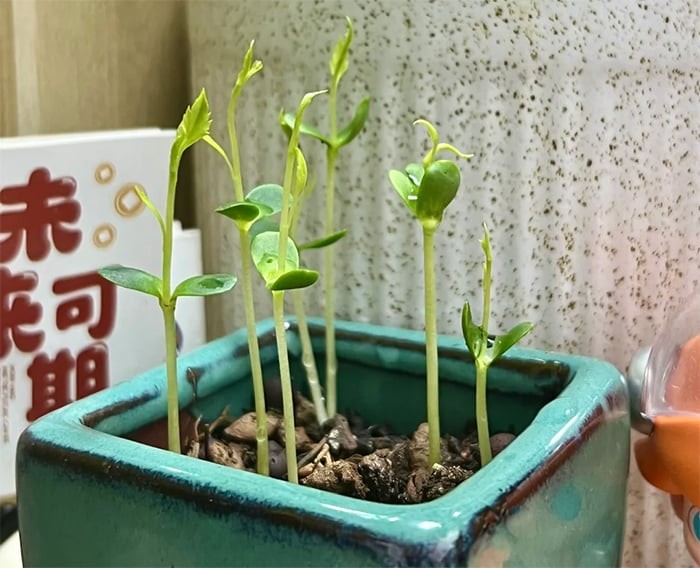 Hình ảnh cây táo non đang được trồng trong chậu đất nhỏ, cho thấy khả năng chuyển đổi từ trồng cây cảnh thủy canh sang đất.