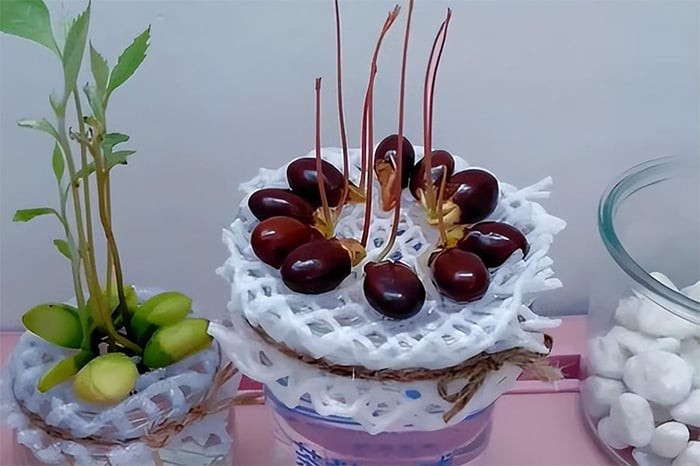 Hình ảnh cây vải non với lá màu hồng, minh họa kết quả của việc trồng cây cảnh thủy canh và điều chỉnh ánh sáng.