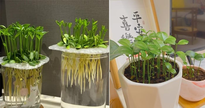 Hình ảnh hạt bưởi sau khi được ngâm nước và bắt đầu nảy mầm, sẵn sàng cho các bước tiếp theo của cách trồng cây cảnh thủy canh.