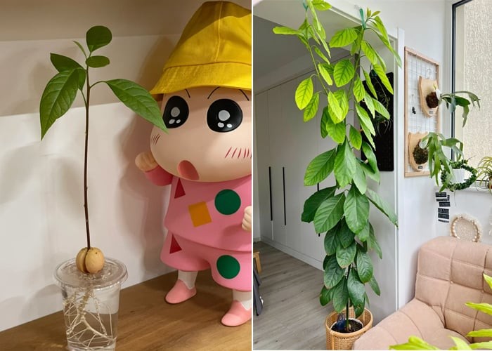 Hình ảnh cây bơ đã phát triển lớn hơn, được trồng trong chậu đất và dùng để trang trí trong nhà.
