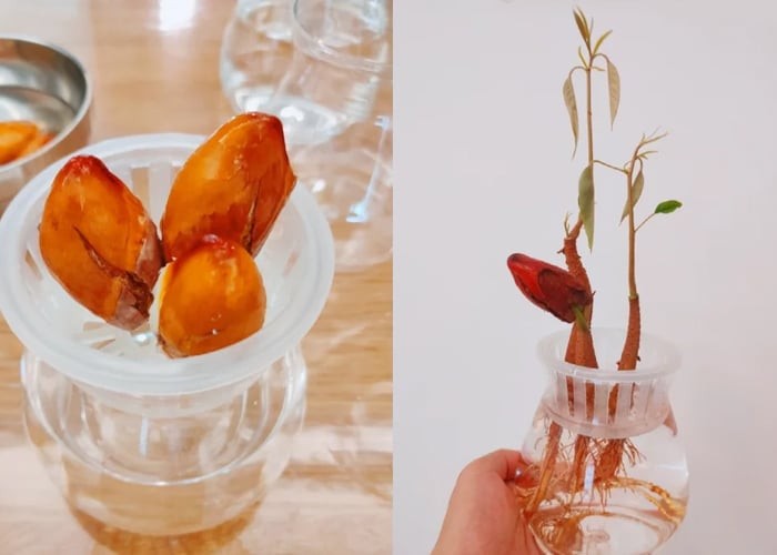 Hình ảnh các hạt sầu riêng sau khi được làm sạch, cho thấy chúng rất dễ nảy mầm trong môi trường nước.