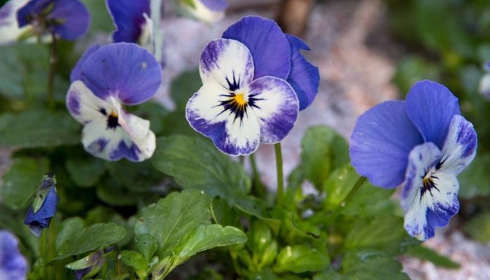 Hướng dẫn cách trồng hoa violet bằng hạt hoặc giâm cành