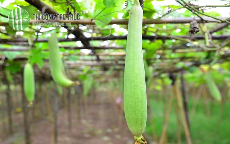 Ưu điểm giàn mướp bằng tre