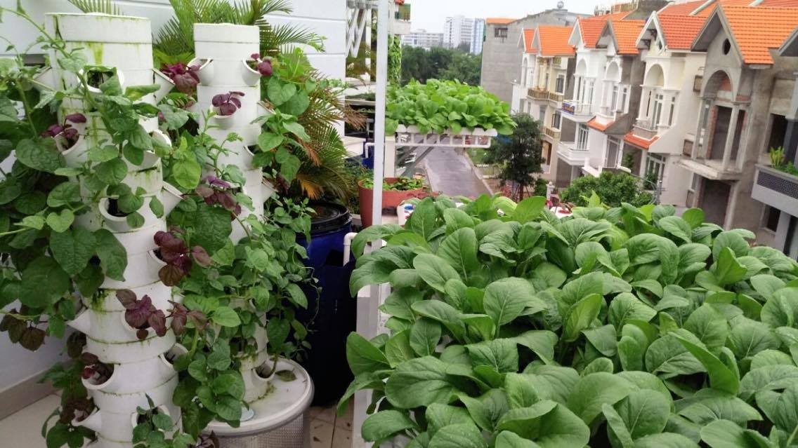 Thu hoạch rau xanh trên trụ trồng rau thủy canh