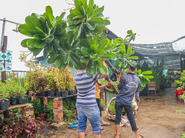 Cây sứ đại đang được vận chuyển chuẩn bị trồng