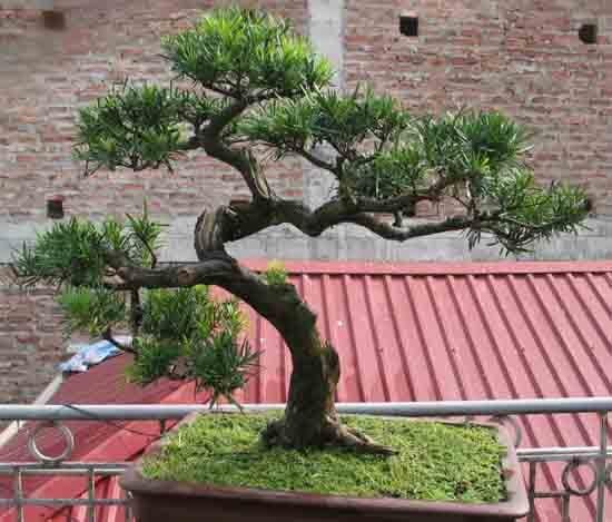 Đất trồng tơi xốp phù hợp cho cây vạn niên tùng