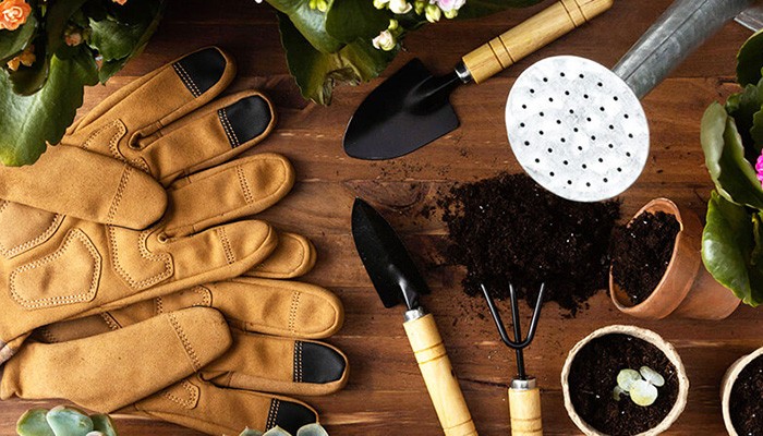 Các vật dụng cần chuẩn bị để bắt đầu trồng rau cải cúc tại nhà