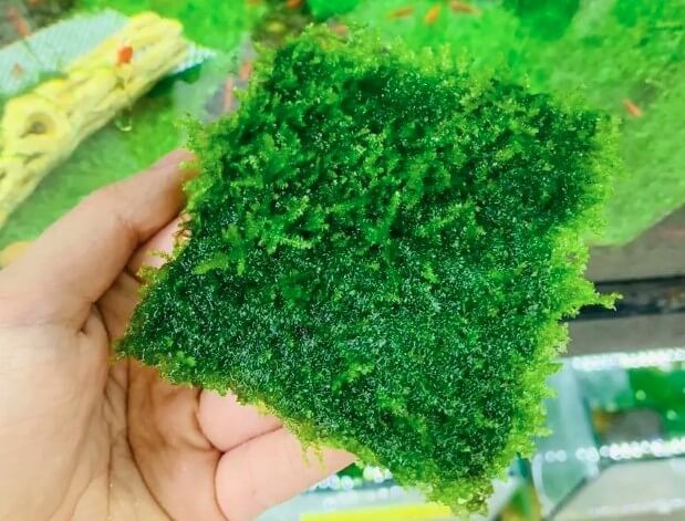 Vỉ Rêu Mini Taiwan chuẩn bị trồng bonsai thủy sinh
