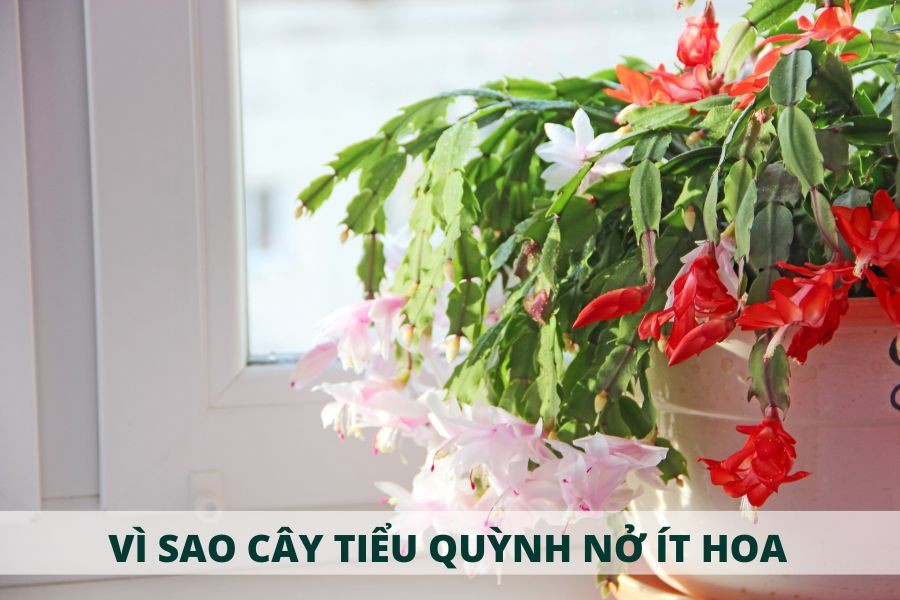 Tại sao cây Lan Càng Cua chỉ nở ít hoa?